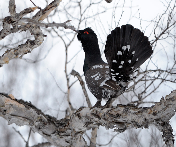 Black-billed Capercaillie