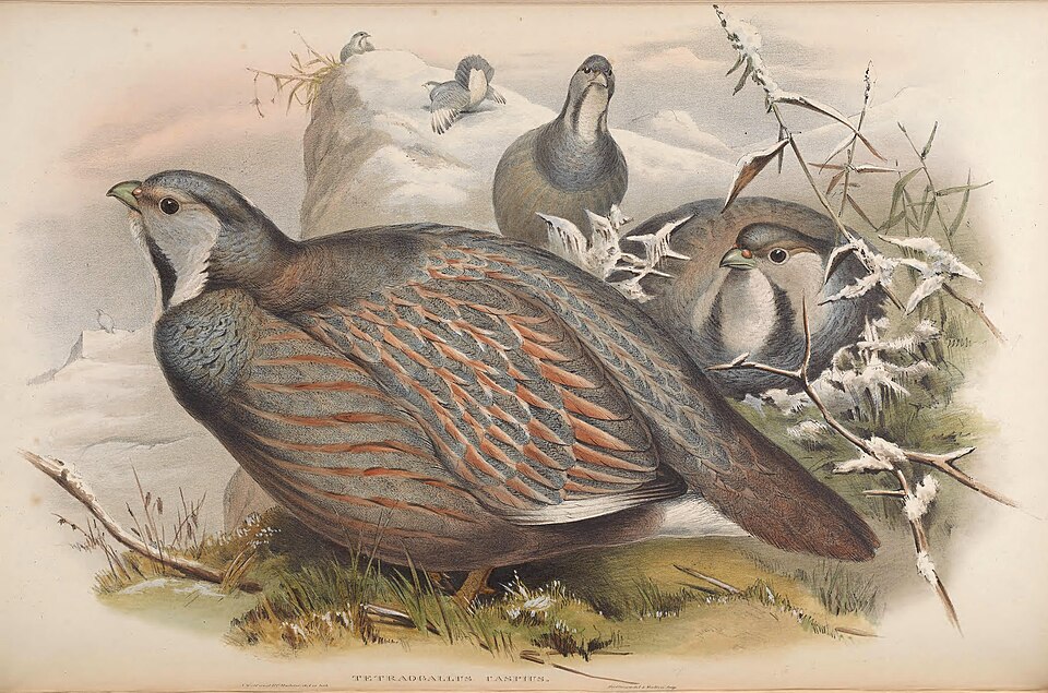 Caspian Snowcock