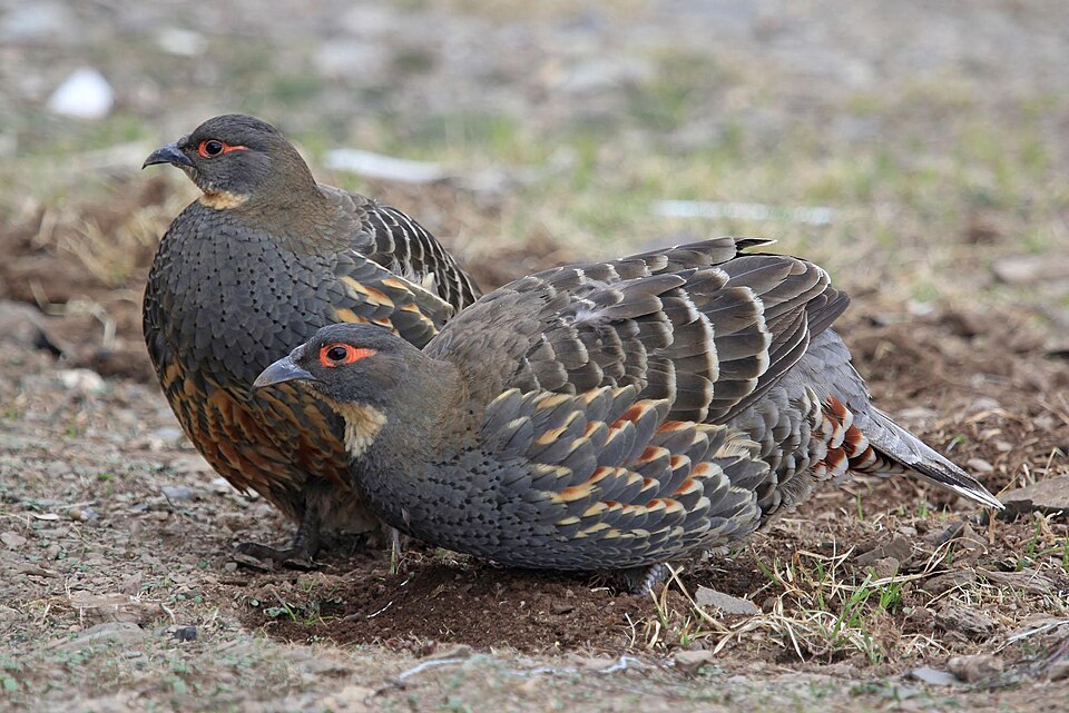 Szechenyi's Monal-Partridge