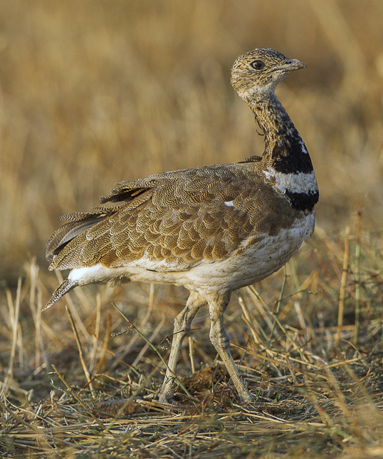 Little Bustard