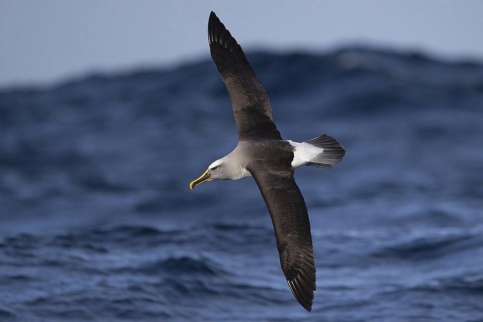 Buller's Albatross