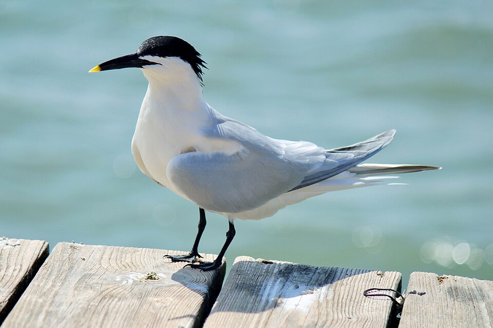 Cabot's Tern