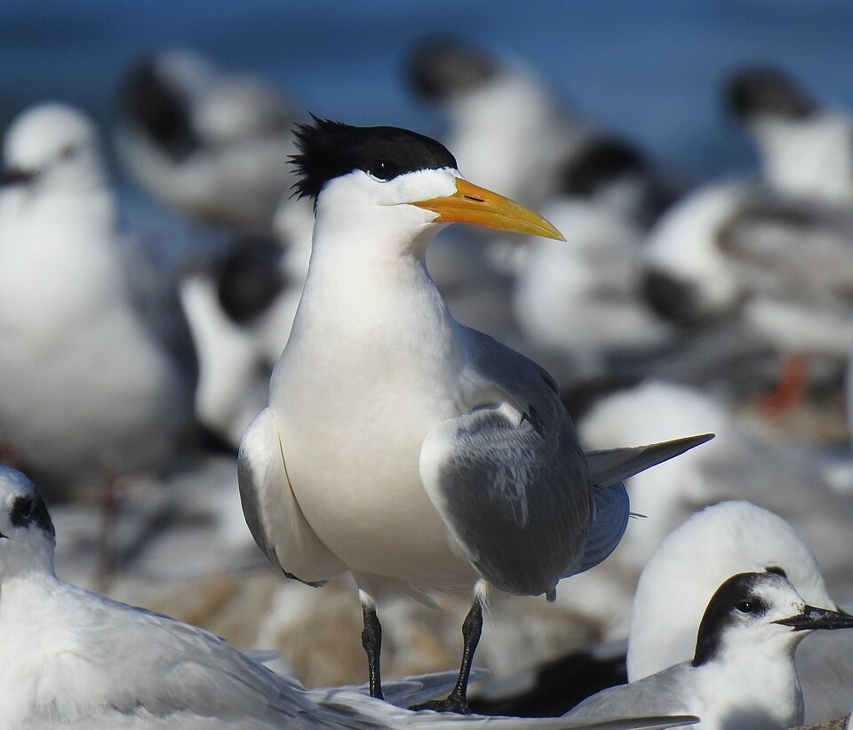 Greater Crested Tern
