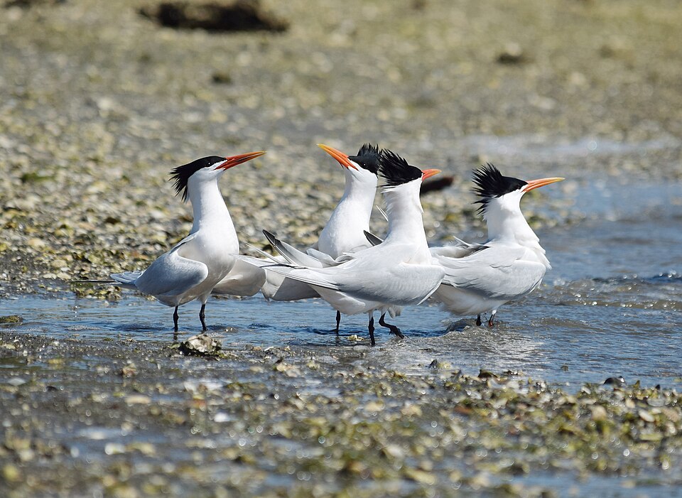 Elegant Tern