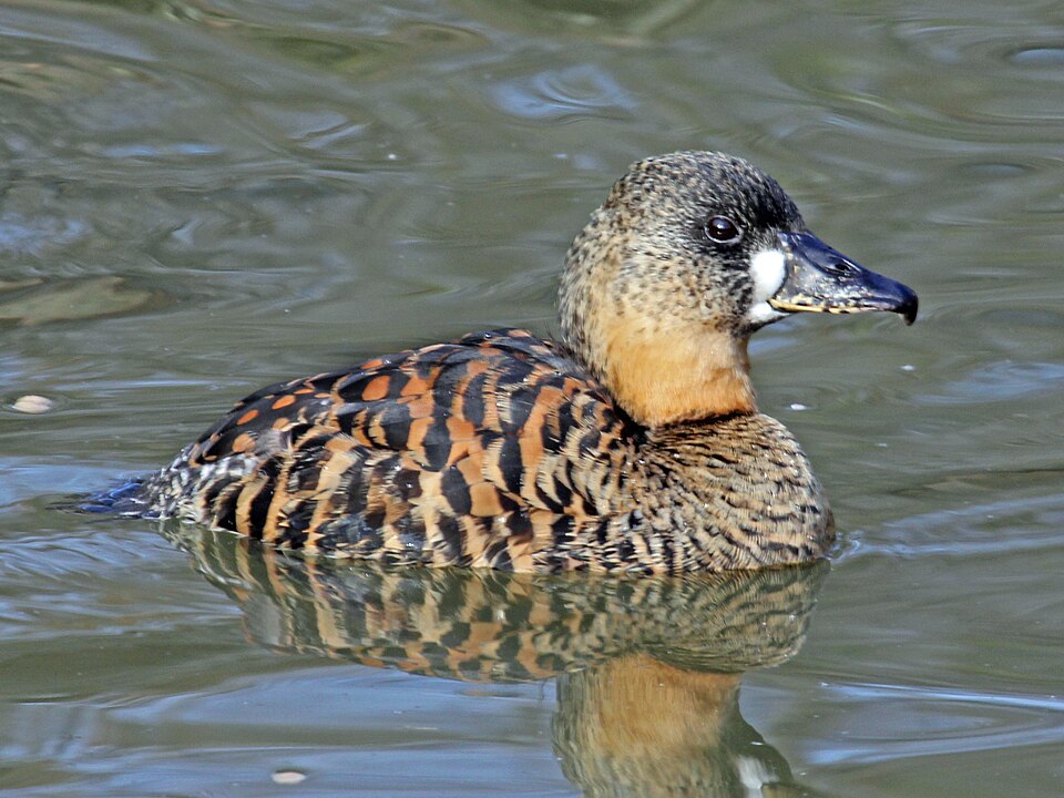 White-backed Duck