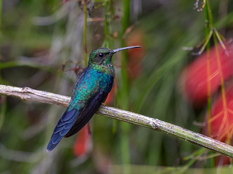 Long-tailed Woodnymph