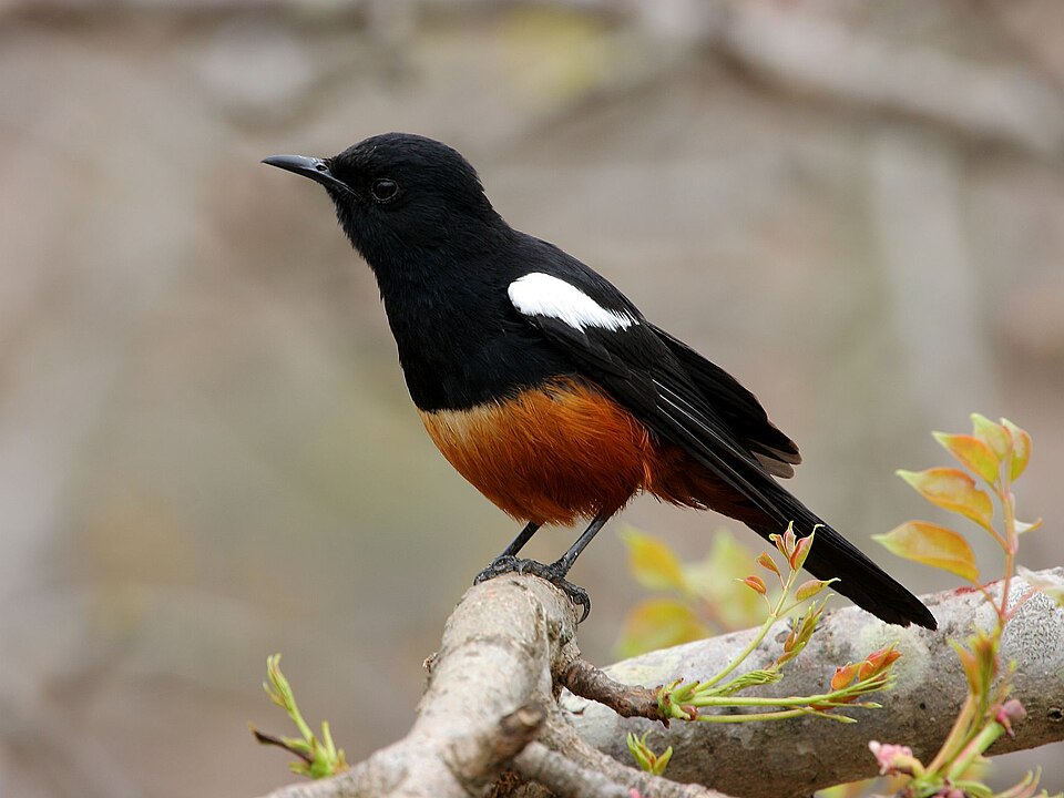 White-crowned Cliff Chat