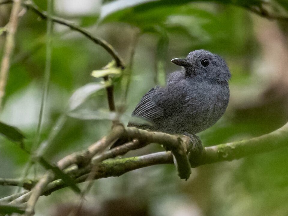Dusky-throated Antshrike