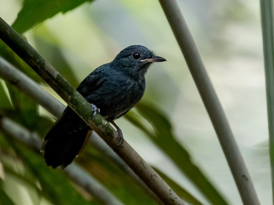 Cinereous Antshrike