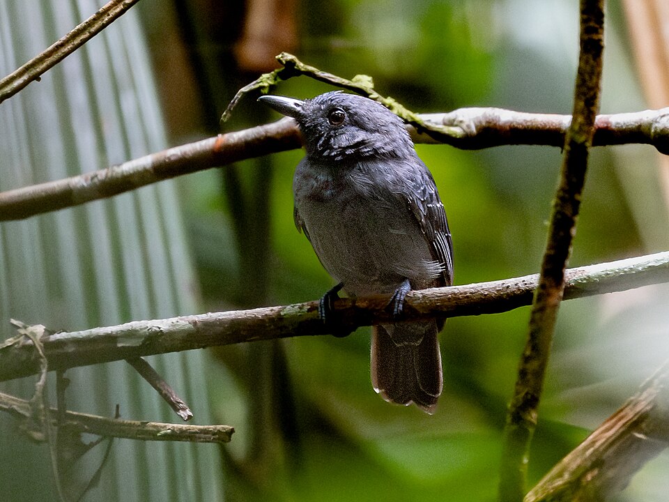 Saturnine Antshrike