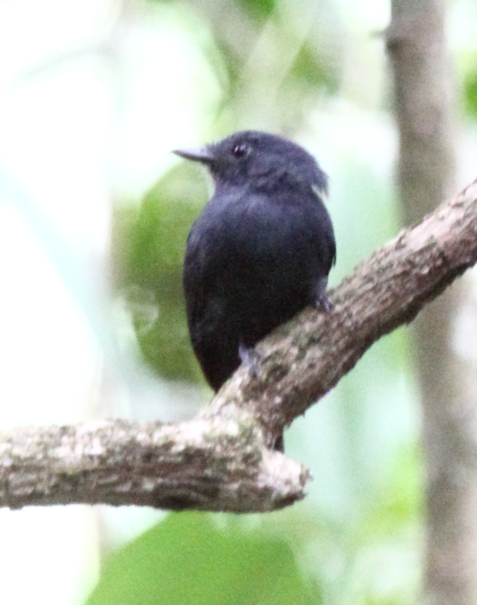 Bluish-slate Antshrike