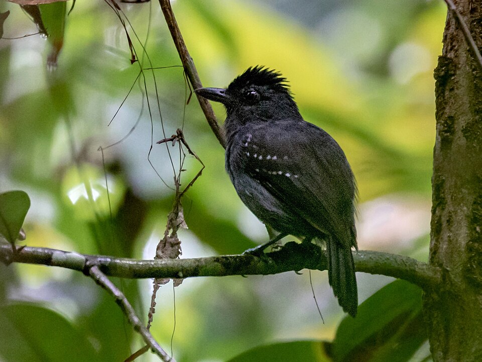 White-shouldered Antshrike
