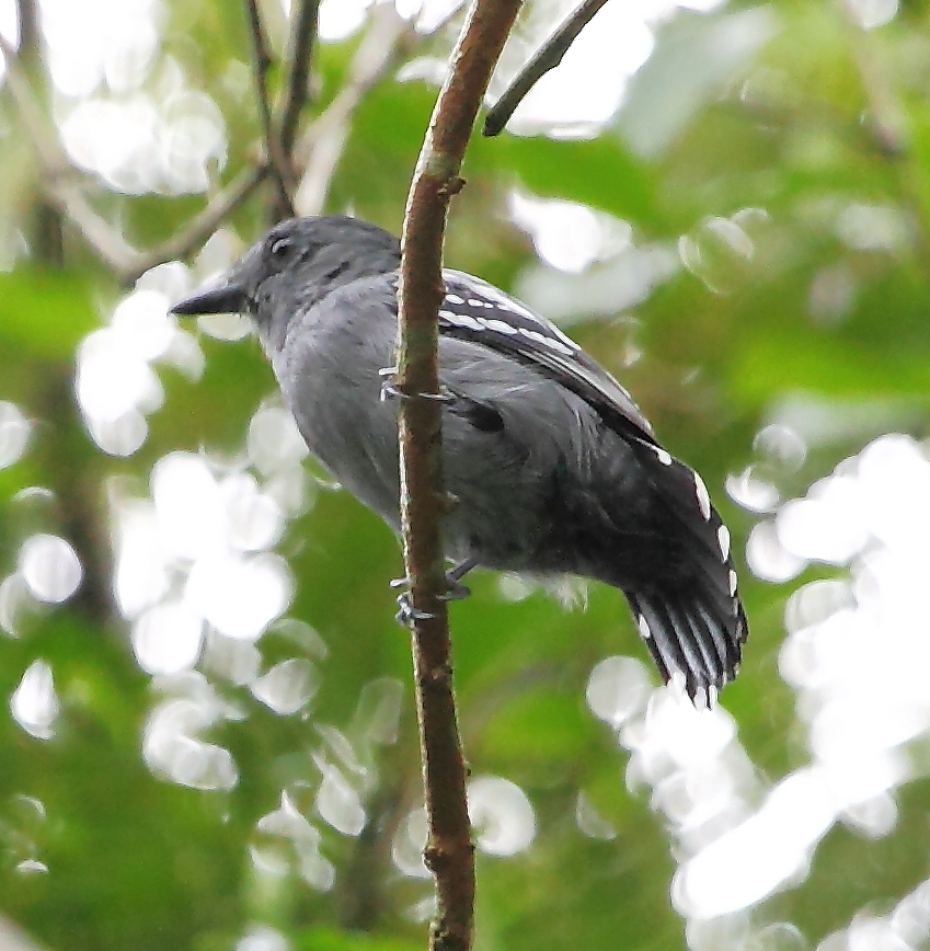 Amazonian Antshrike