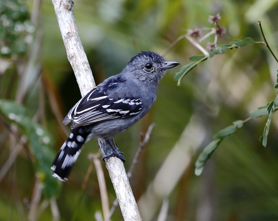Sooretama Slaty Antshrike