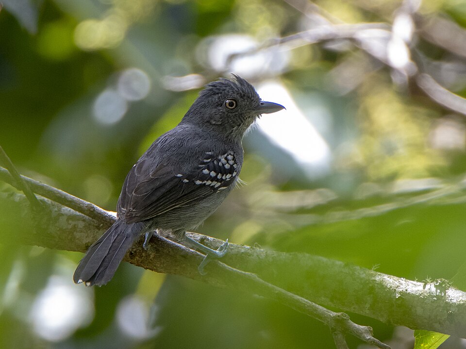 Upland Antshrike