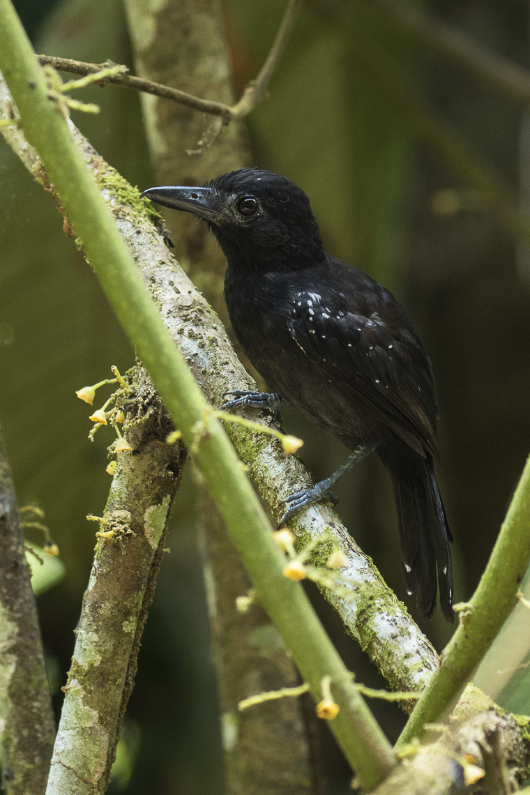 Black-hooded Antshrike