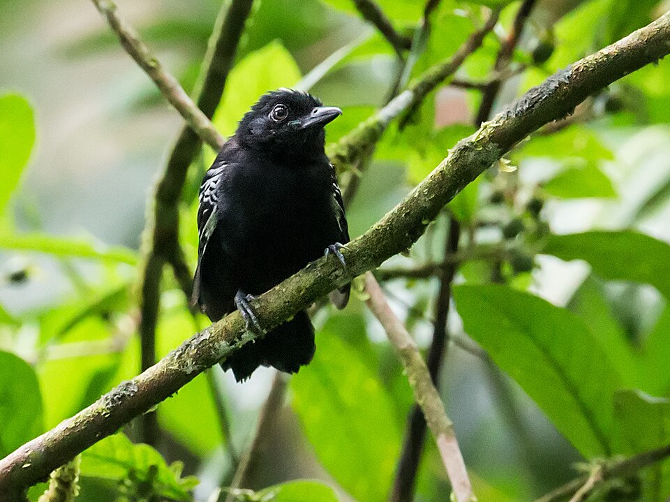Castelnau's Antshrike