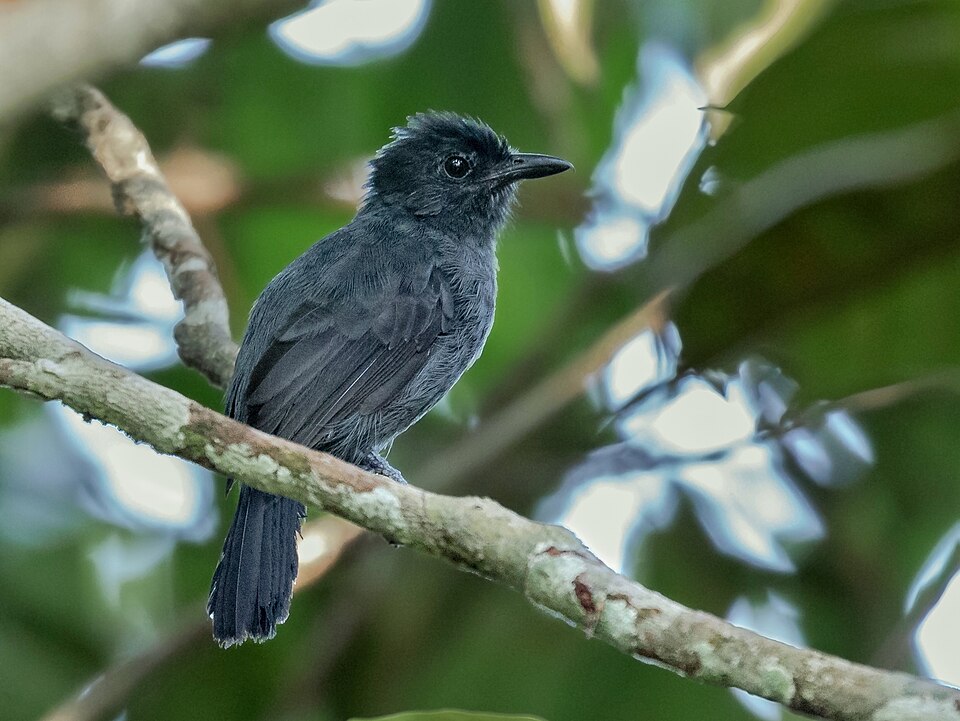 Acre Antshrike