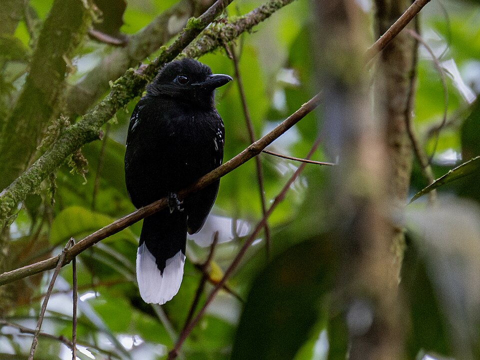 Band-tailed Antshrike