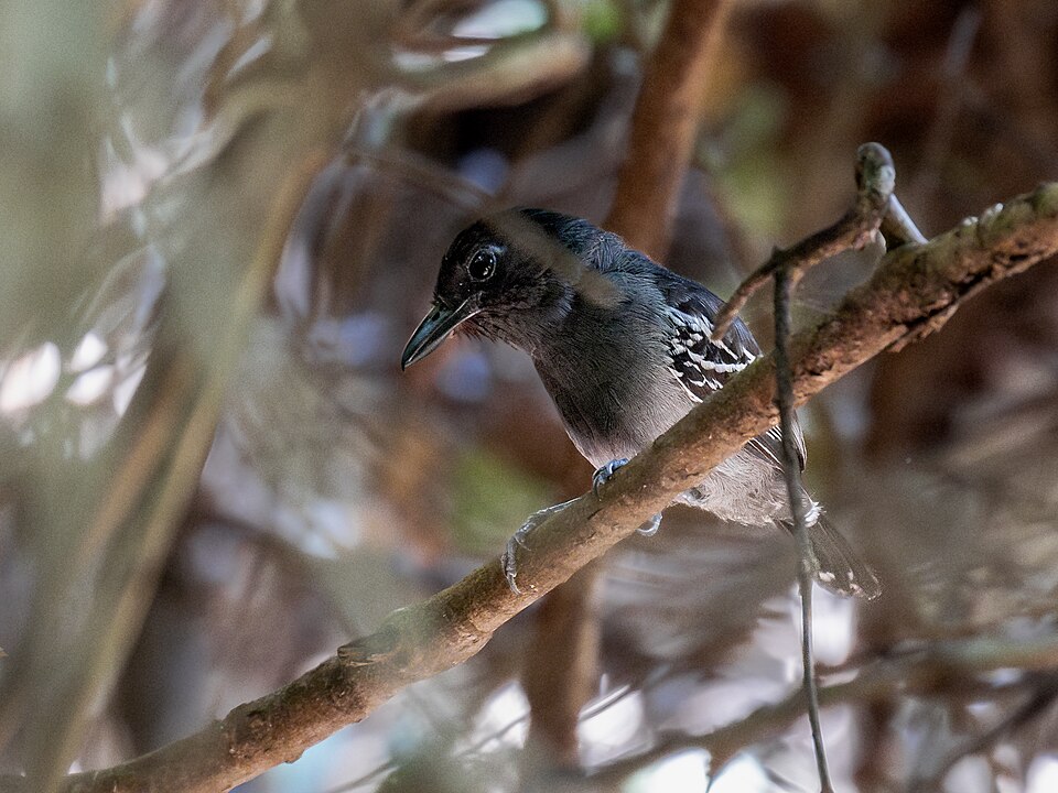 Blackish-grey Antshrike