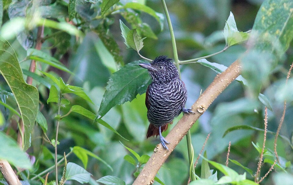 Chestnut-backed Antshrike