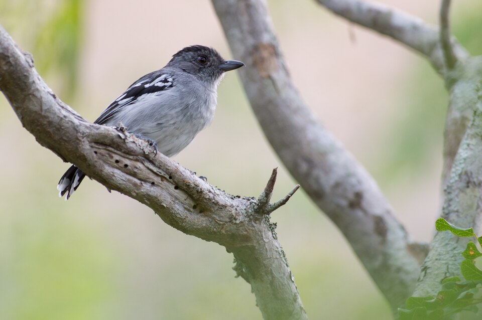 Planalto Slaty Antshrike