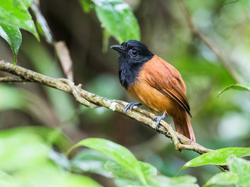 Cocha Antshrike