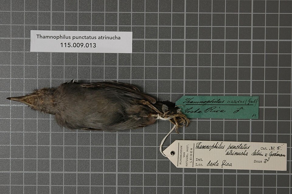 Northern Slaty Antshrike
