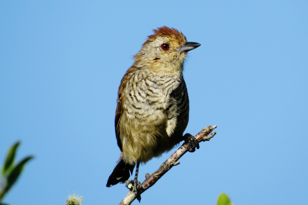 Rufous-capped Antshrike