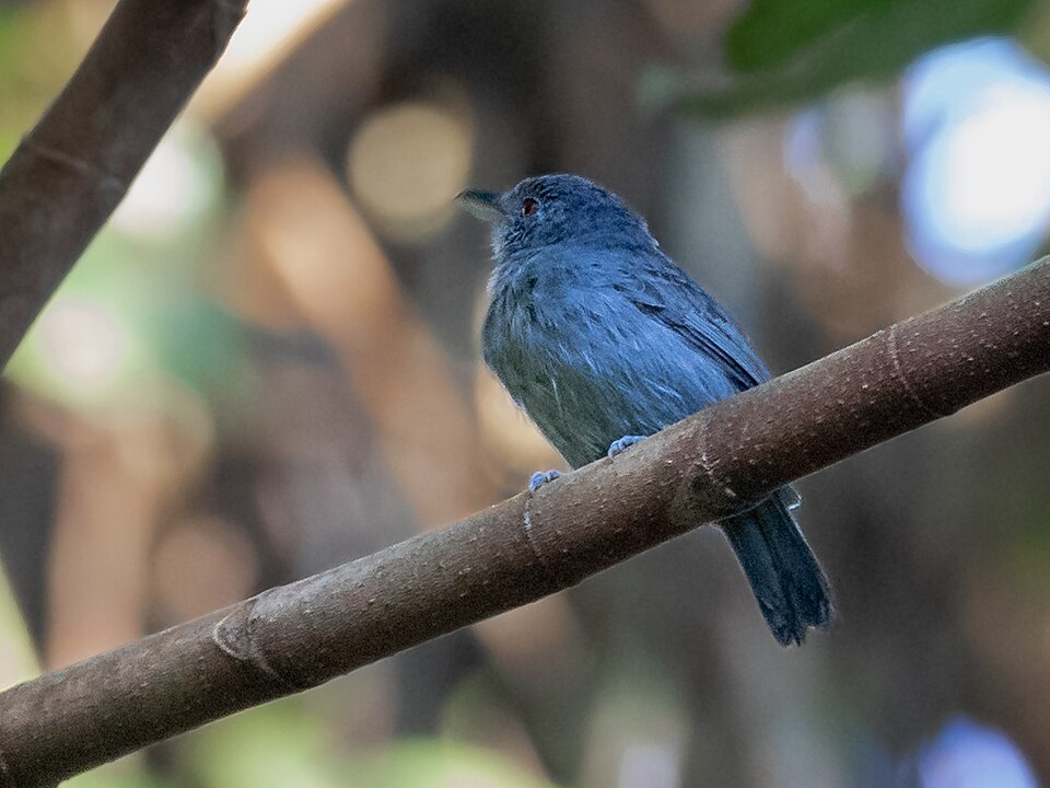Plain-winged Antshrike
