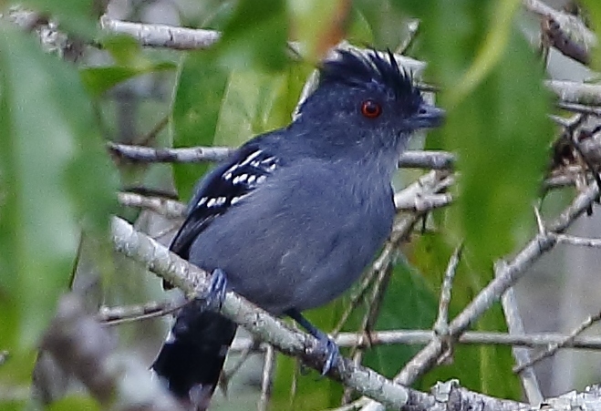 Natterer's Slaty Antshrike
