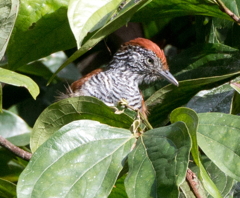 Lined Antshrike
