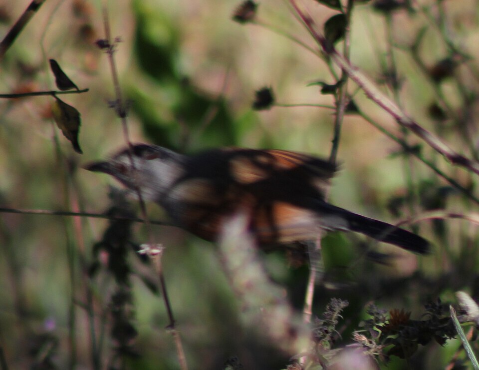 Rufous-winged Antshrike