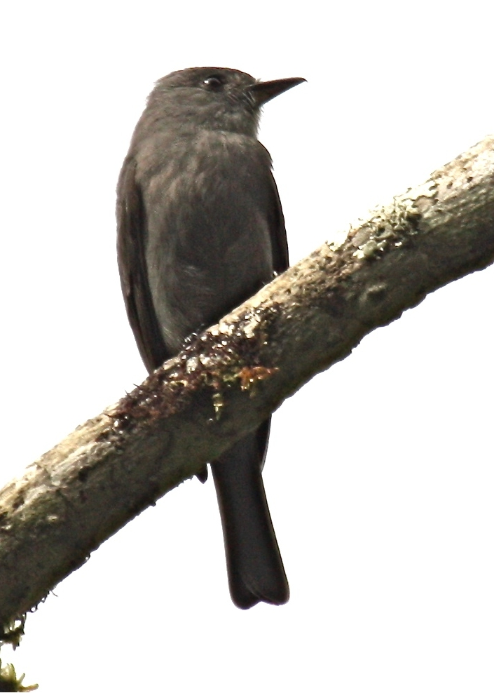 Uniform Antshrike