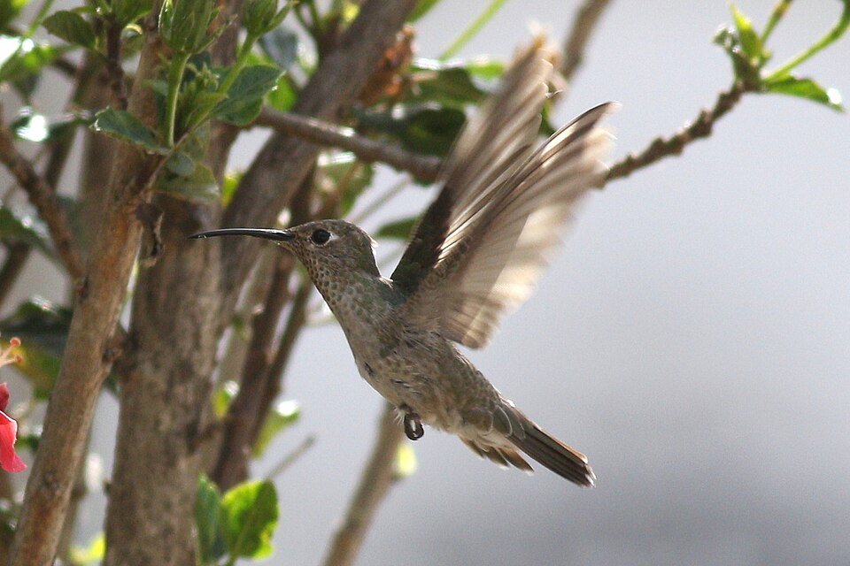 Spot-throated Hummingbird