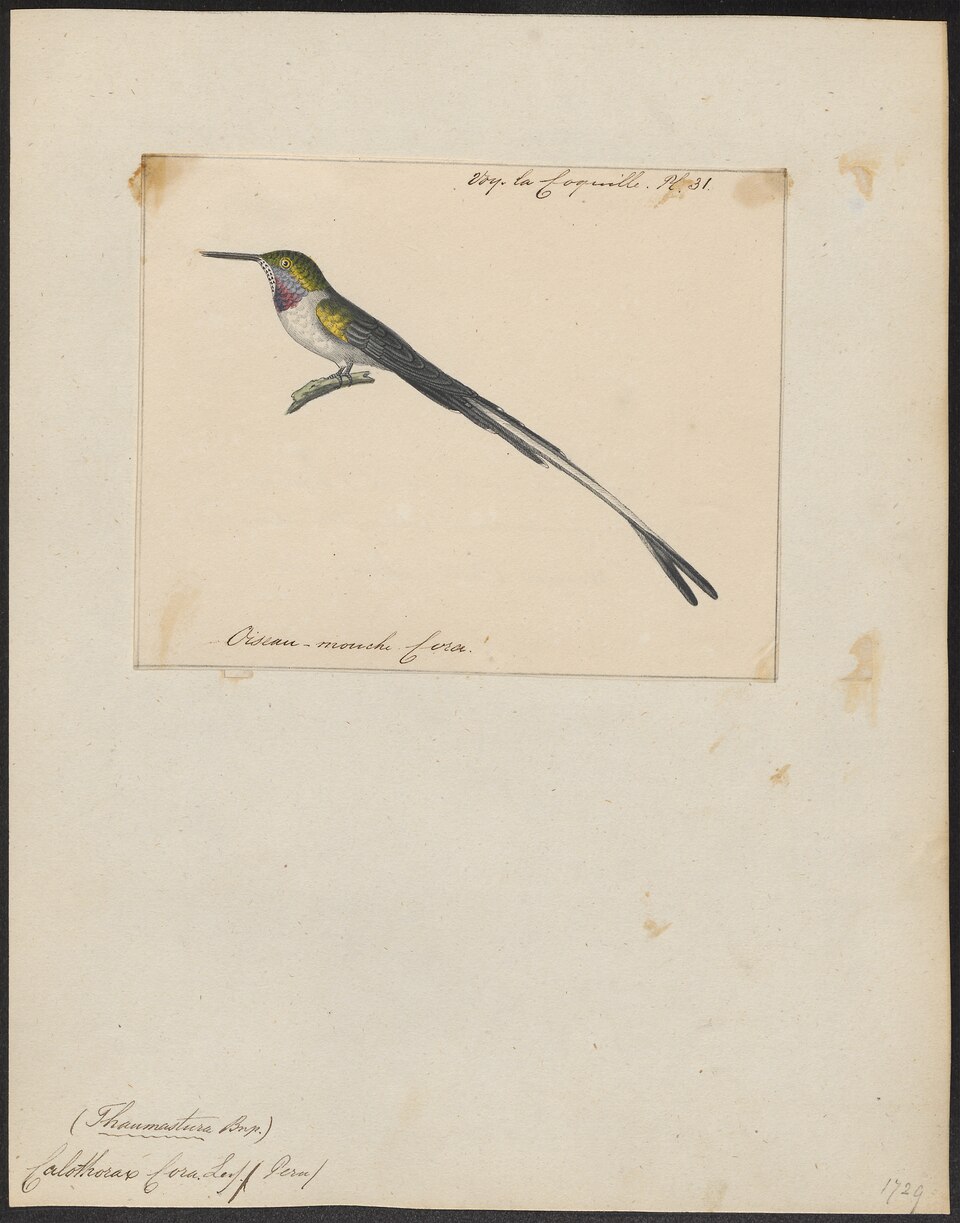 Peruvian Sheartail
