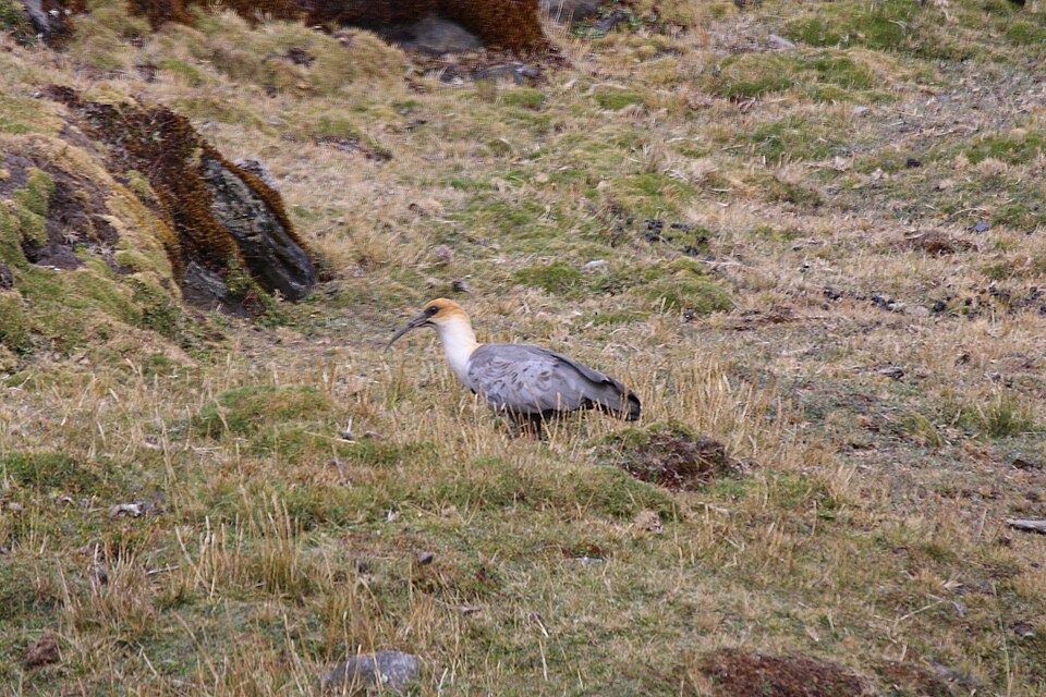 Andean Ibis