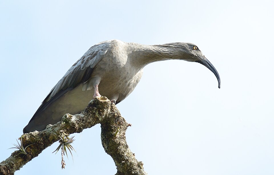 Plumbeous Ibis
