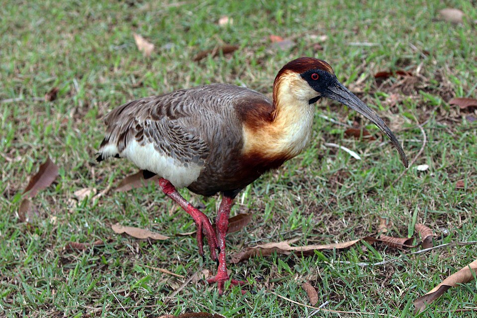 Buff-necked Ibis