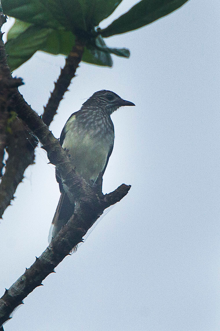 Swamp Palm Bulbul