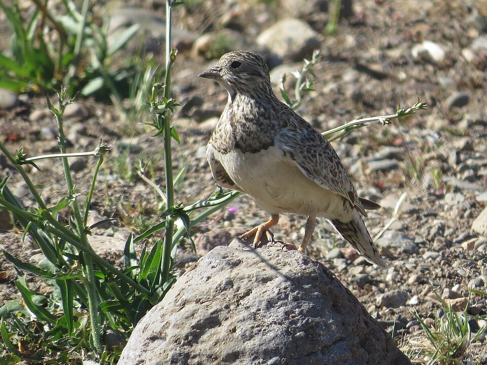 Least Seedsnipe