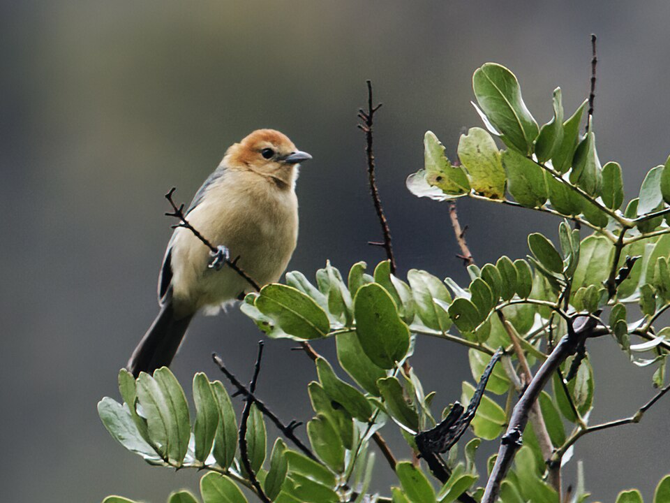 Buff-bellied Tanager