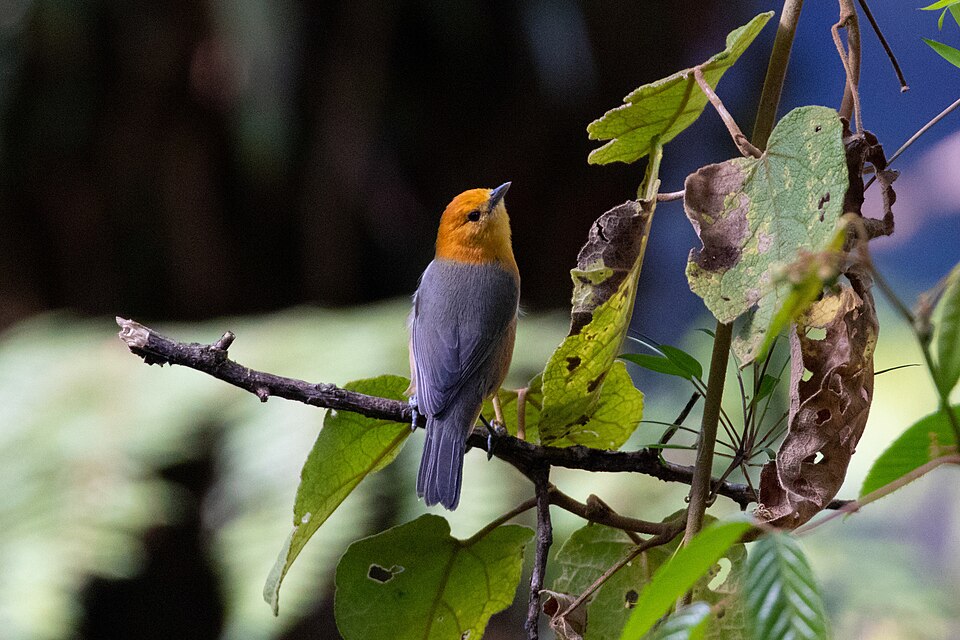 Rufous-chested Tanager