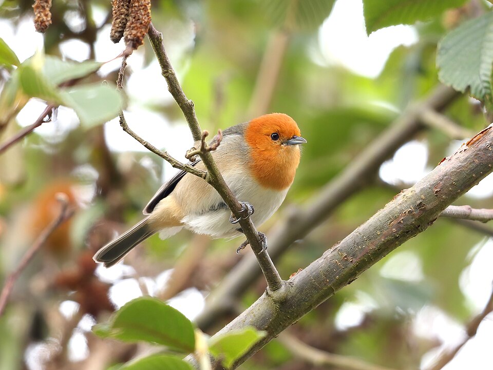 Brown-flanked Tanager
