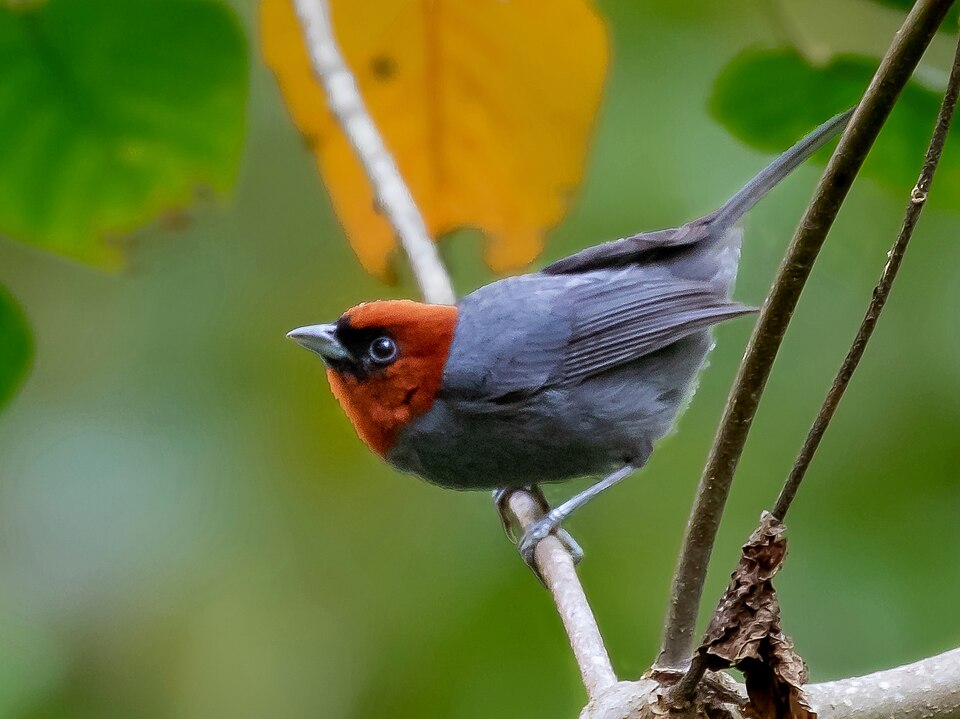 Chestnut-headed Tanager