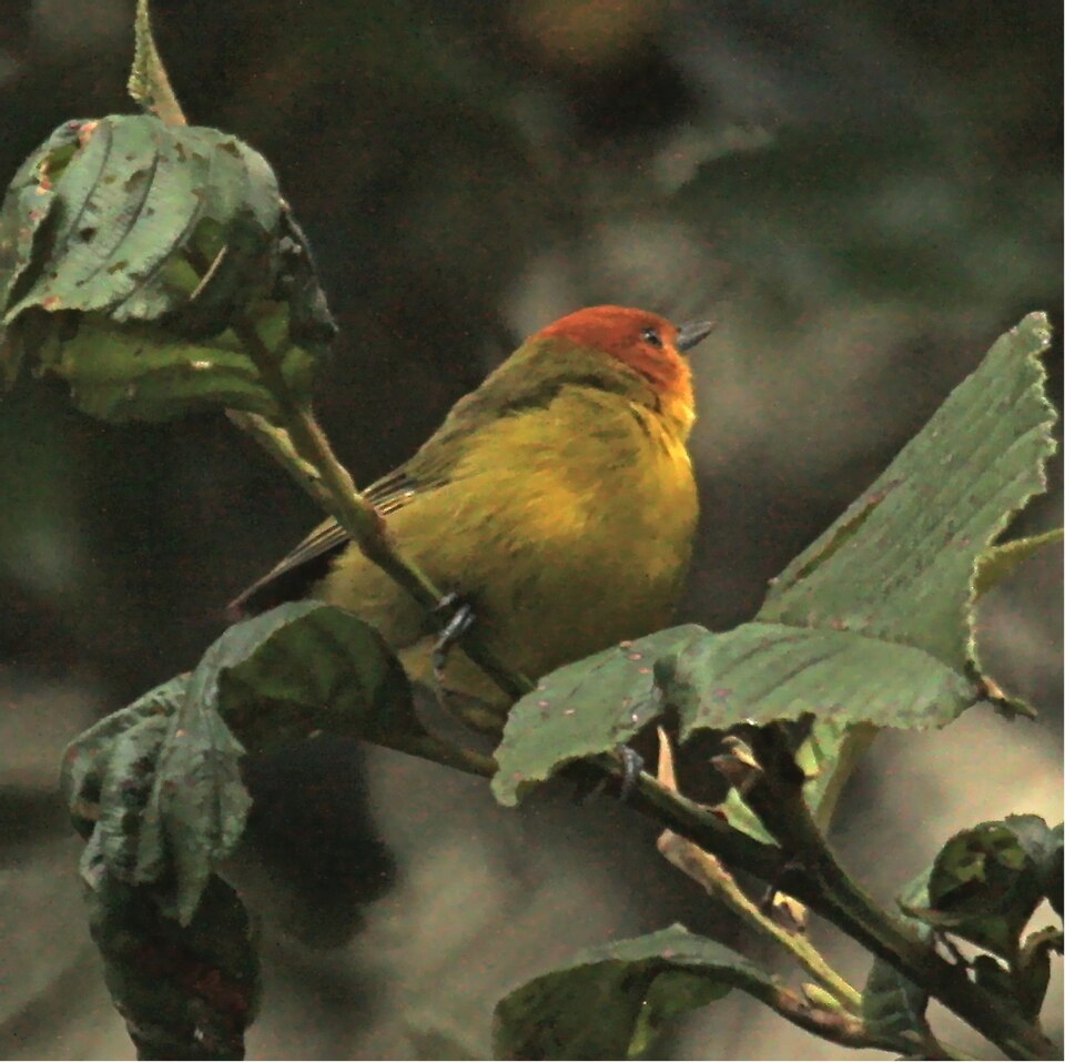 Rust-and-yellow Tanager