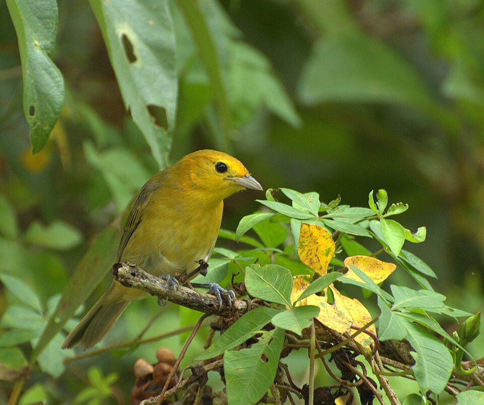 Orange-headed Tanager