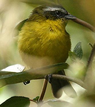Superciliaried Hemispingus