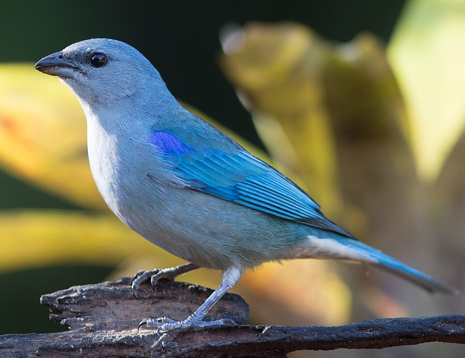 Azure-shouldered Tanager