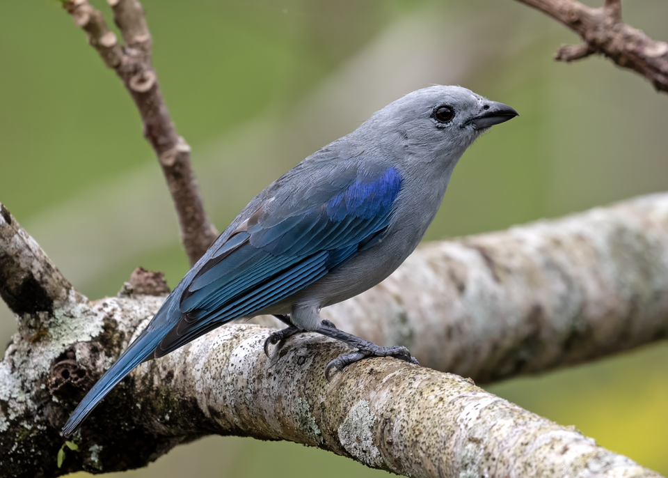 Blue-grey Tanager